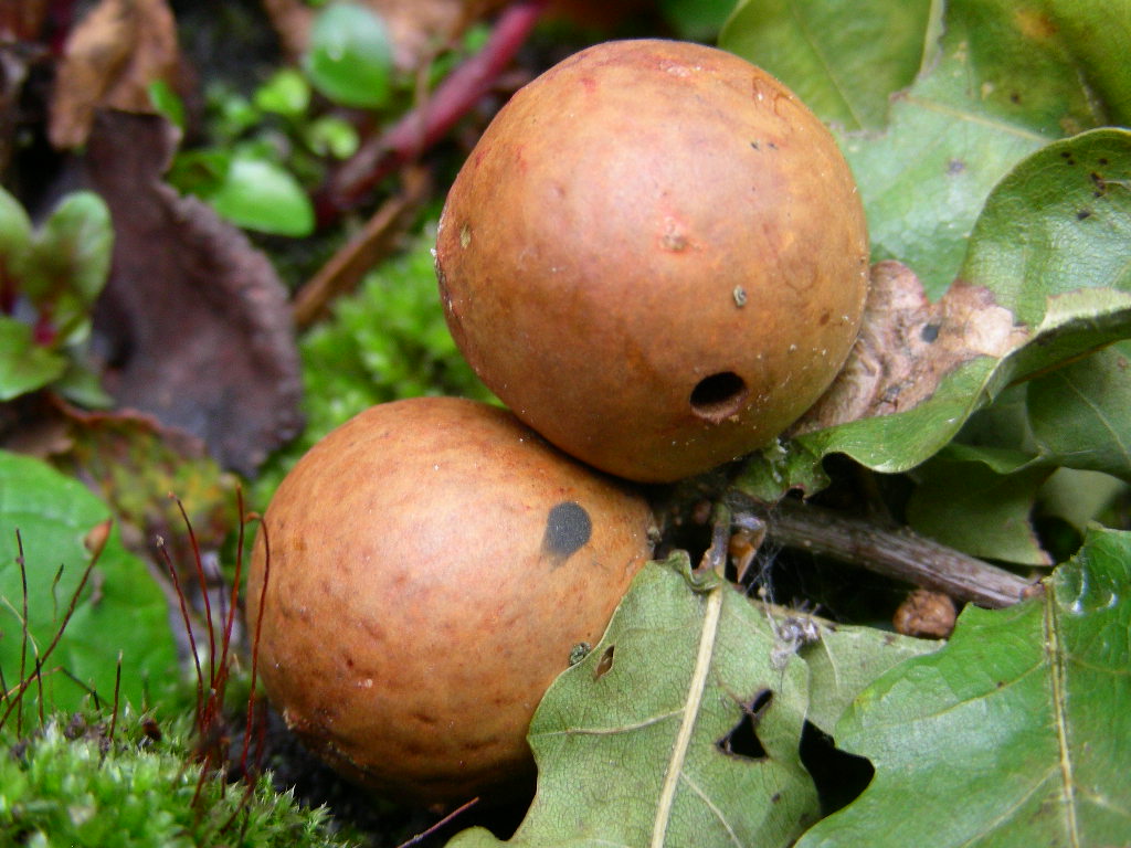 Aiutino